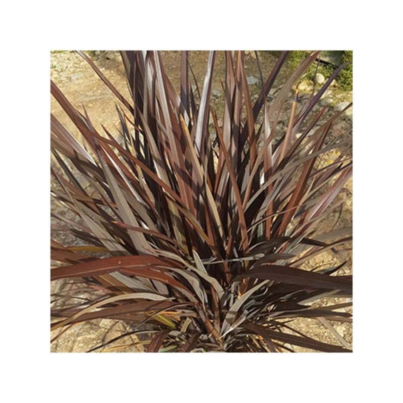 Phormium tenax Special Red (Plant habit)
