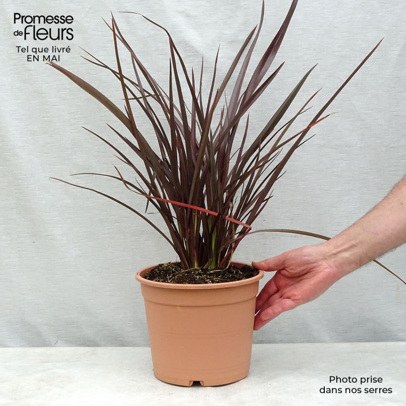 Exemplar von Phormium tenax Special Red Topf mit 4L/5L wie im Frühjahr geliefert