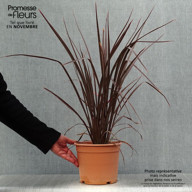 Example of Phormium tenax Special Red Topf mit 4L/5L as you get in automne