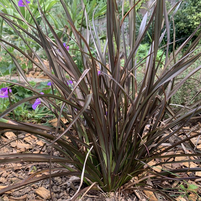 Phormium tenax Special Red (Wuchs)