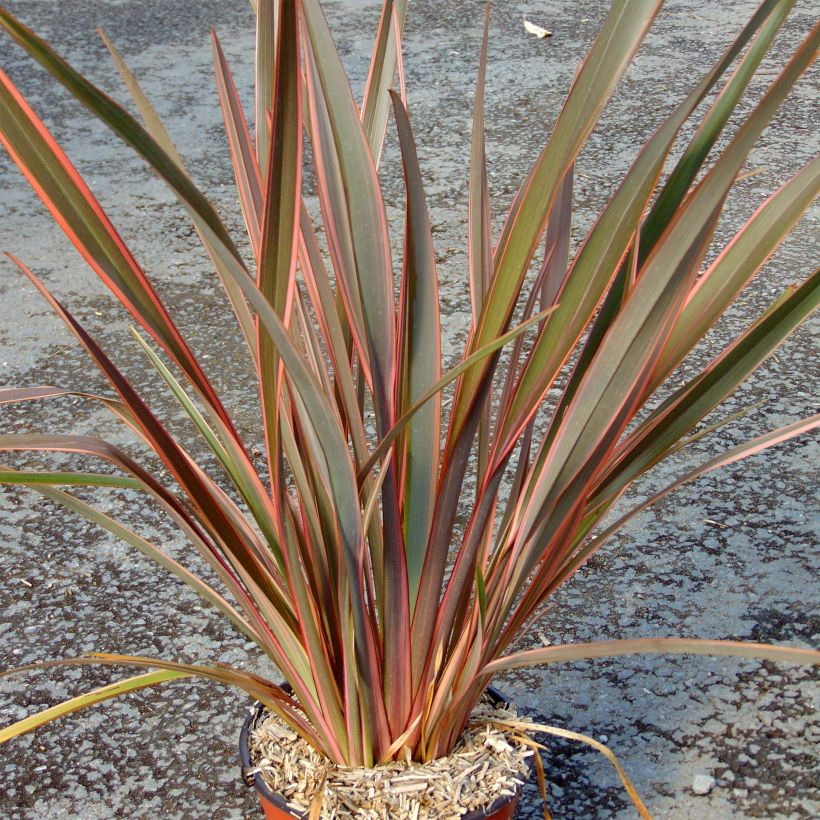 Phormium tenax Sundowner (Plant habit)