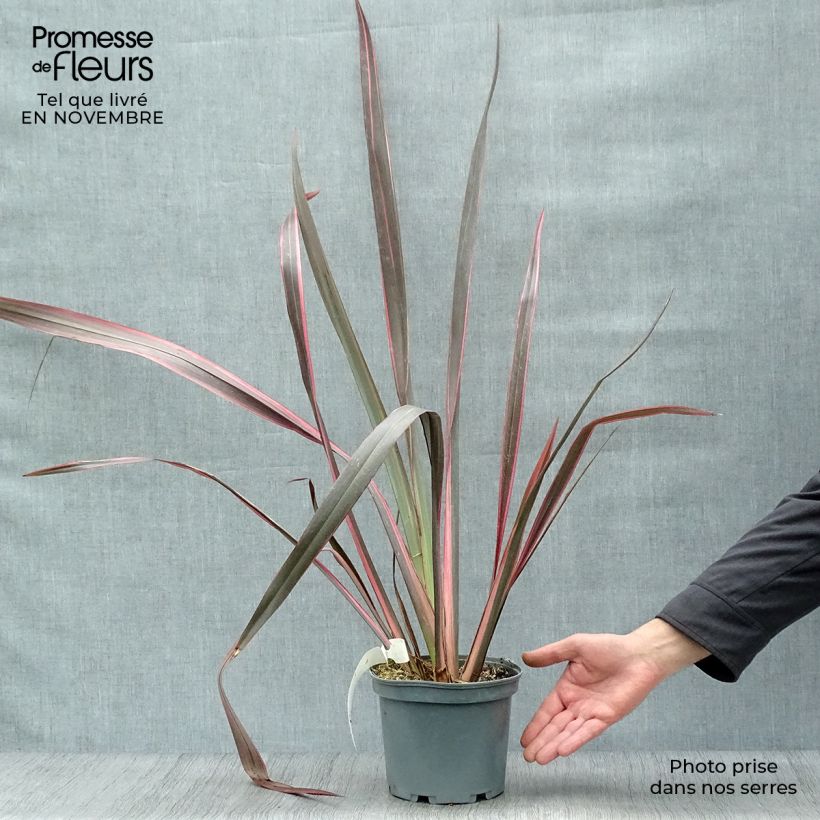 Example of Phormium tenax Sundowner Topf mit 2L/3L as you get in automne