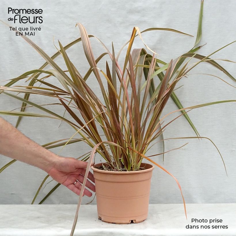 Exemplar von Phormium tenax Sundowner Topf mit 4L/5L wie im Frühjahr geliefert