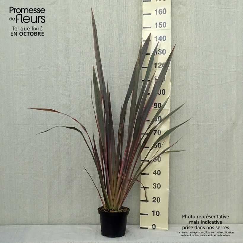 Example of Phormium tenax Sundowner Topf mit 4L/5L as you get in automne