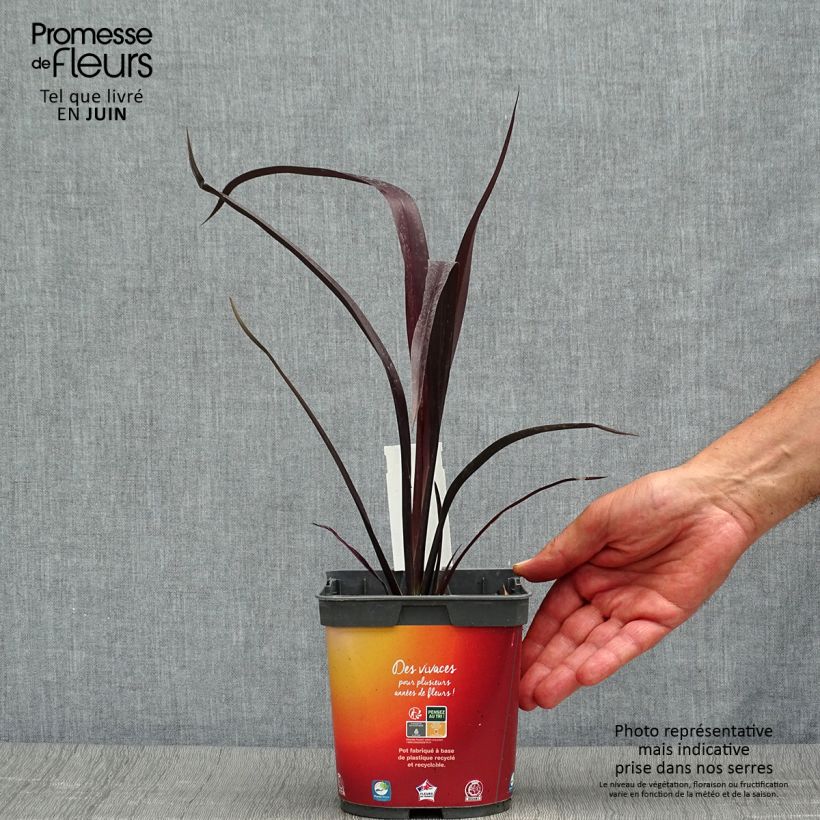 Example of Phormium cookianum Black adder Topf mit 2L/3L as you get in ete