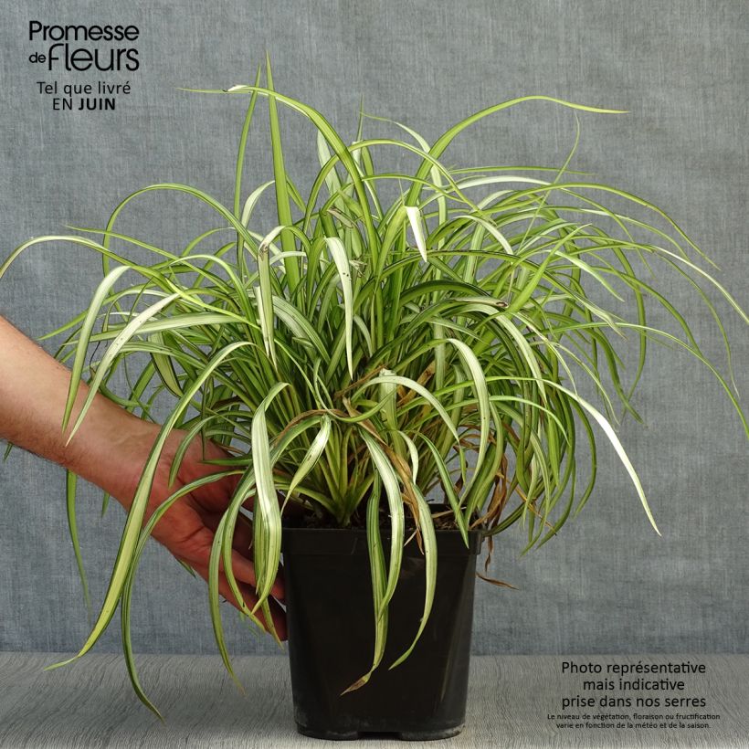 Example of Phormium cookianum Blondie Topf mit 4L/5L as you get in ete