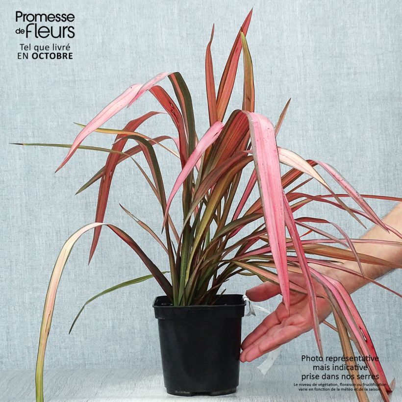 Example of Phormium cookianum Maori Maiden Topf mit 3L/4L as you get in automne