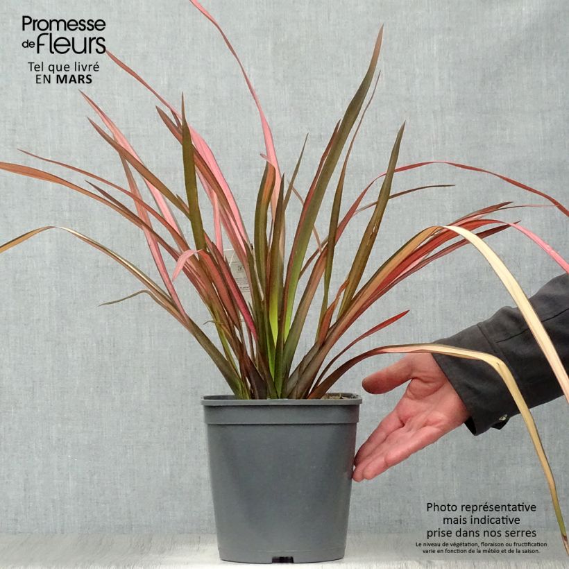 Exemplar von Phormium cookianum Maori Maiden Topf mit 3L/4L wie im Frühjahr geliefert