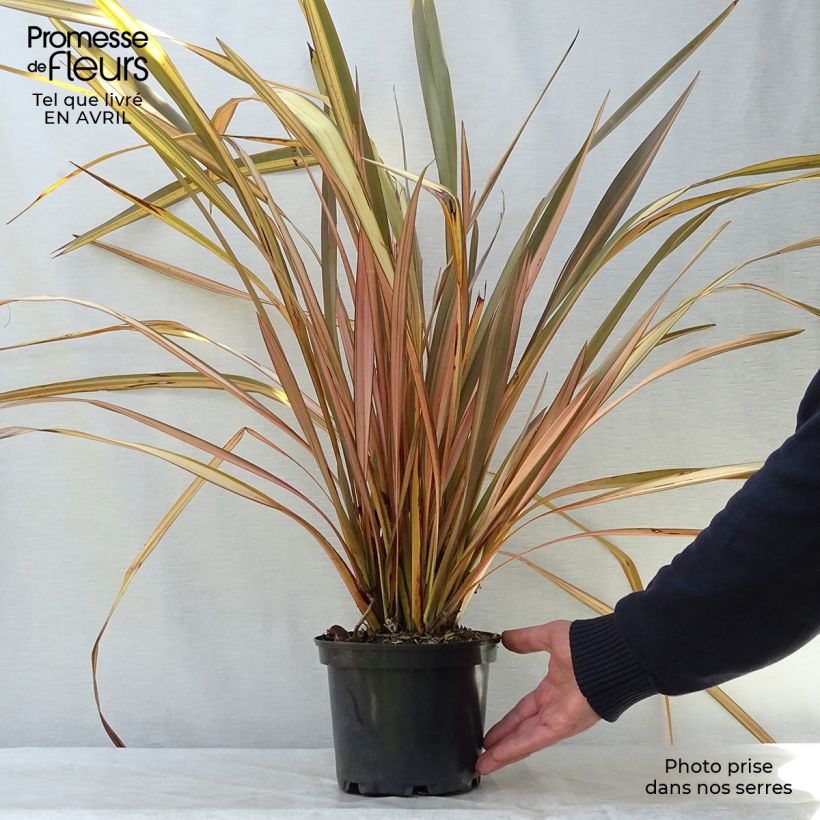 Exemplar von Phormium tenax Evening Glow Topf mit 2L/3L wie im Frühjahr geliefert