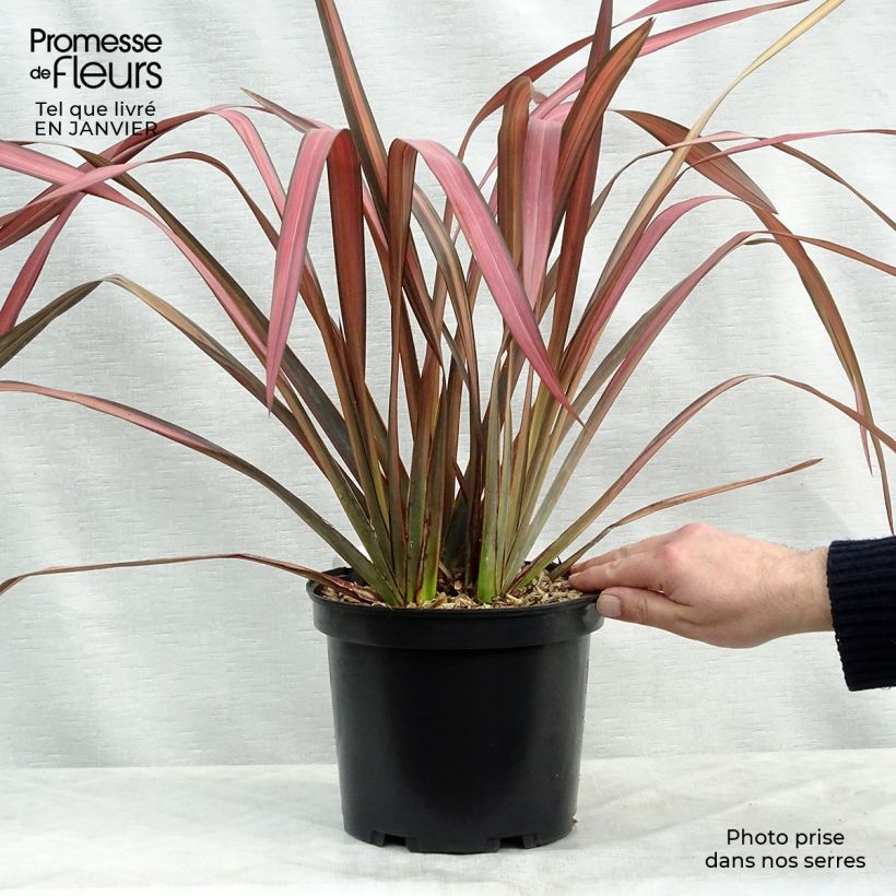 Exemplar von Phormium tenax Evening Glow Topf mit 4L/5L wie im Winter geliefert