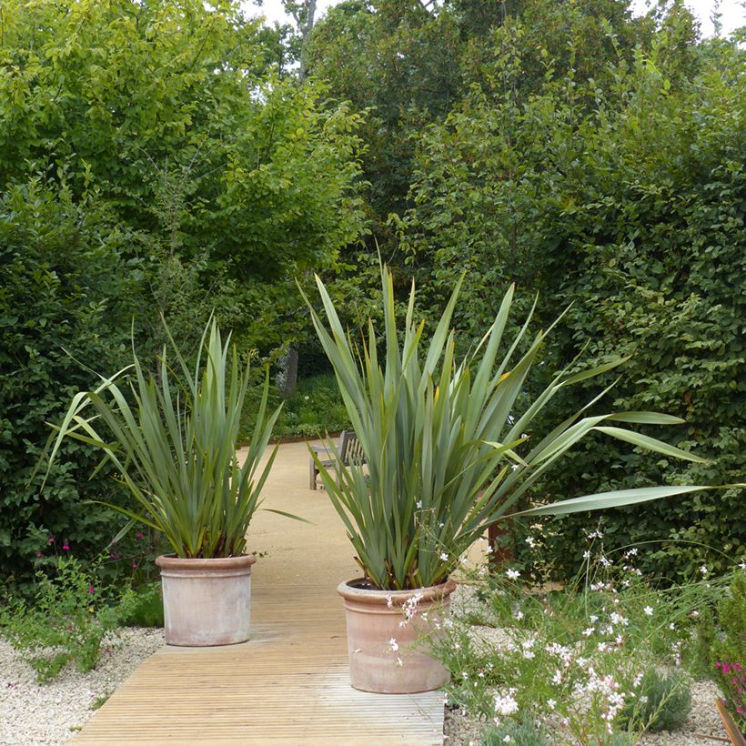 Phormium tenax - Neuseeländischer Flachs (Plant habit)