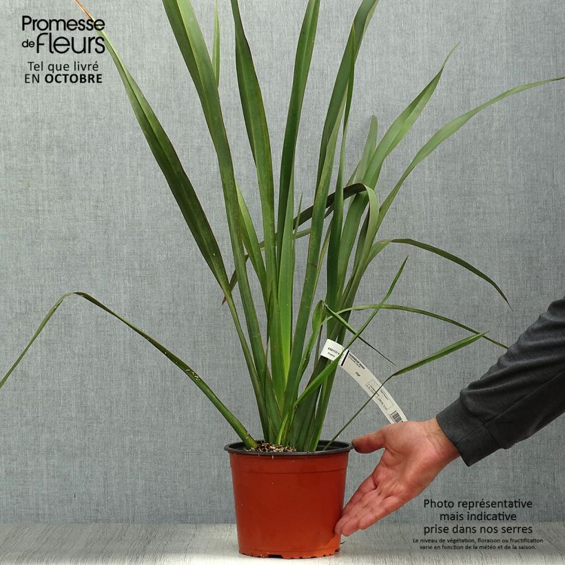 Example of Phormium tenax - Neuseeländischer Flachs Topf mit 2L/3L as you get in automne