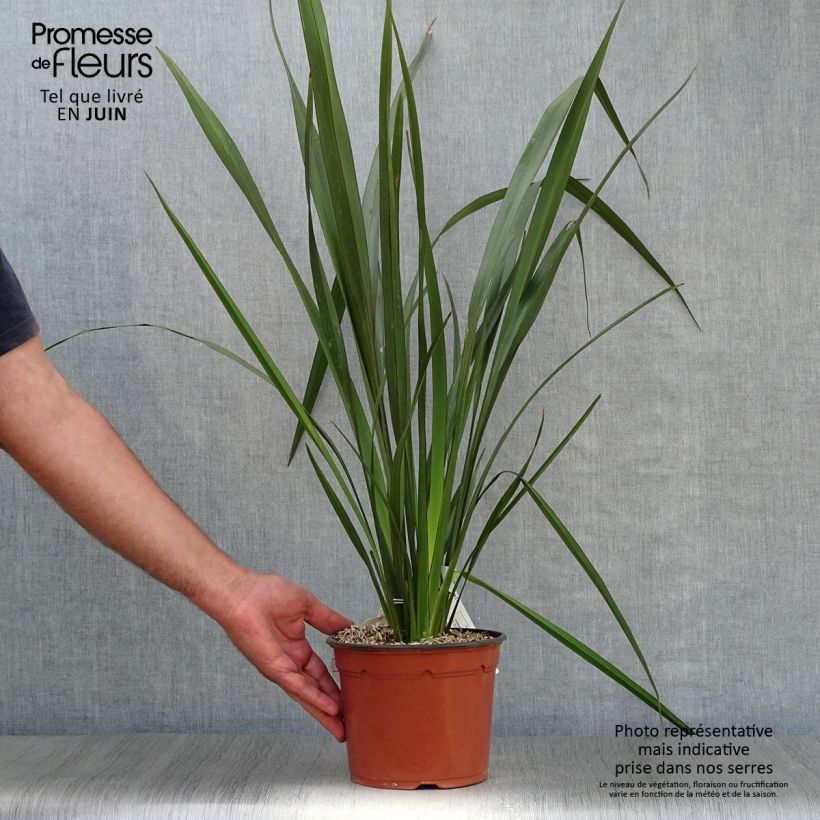 Exemplar von Phormium tenax - Neuseeländischer Flachs Topf mit 2L/3L wie im Sommer geliefert
