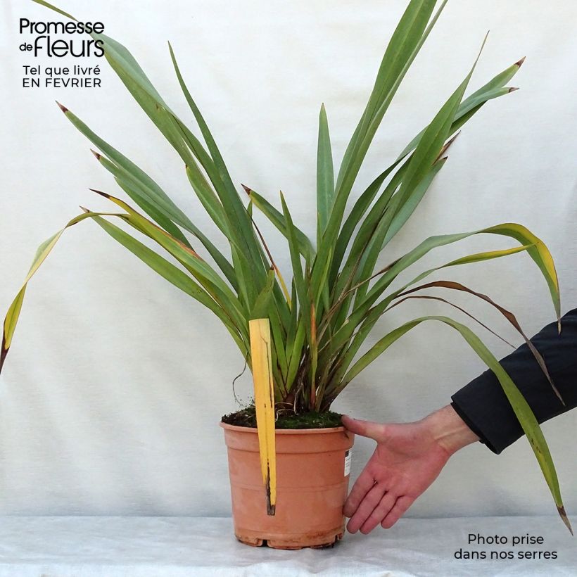 Exemplar von Phormium tenax - Neuseeländischer Flachs Topf mit 4L/5L wie im Winter geliefert