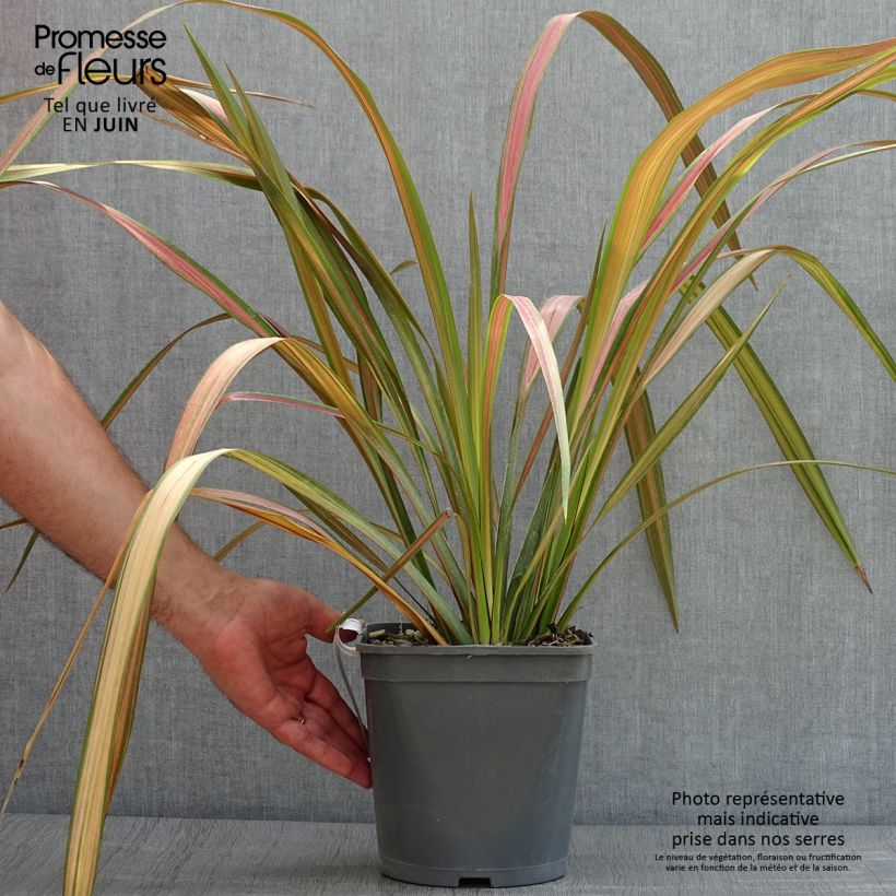 Example of Phormium tenax - Neuseeländischer Flachs Topf mit 4L/5L as you get in ete