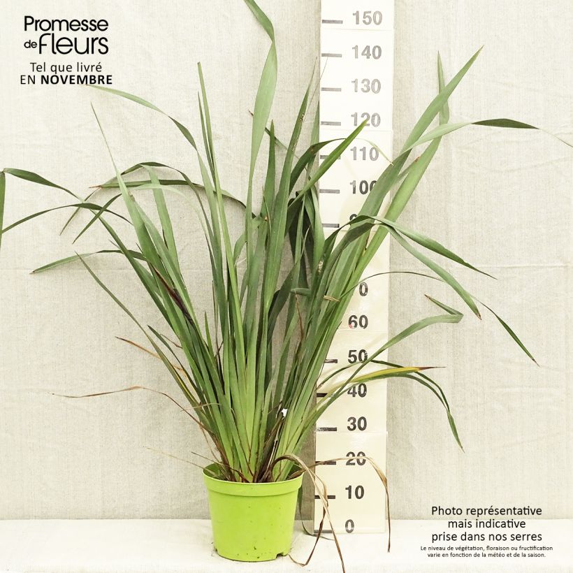 Example of Phormium tenax - Neuseeländischer Flachs Topf mit 7,5L/10L as you get in automne