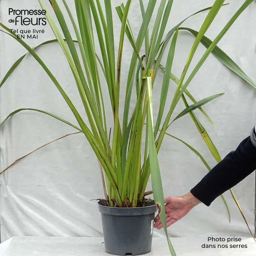 Exemplar von Phormium tenax - Neuseeländischer Flachs Topf mit 7,5L/10L wie im Frühjahr geliefert