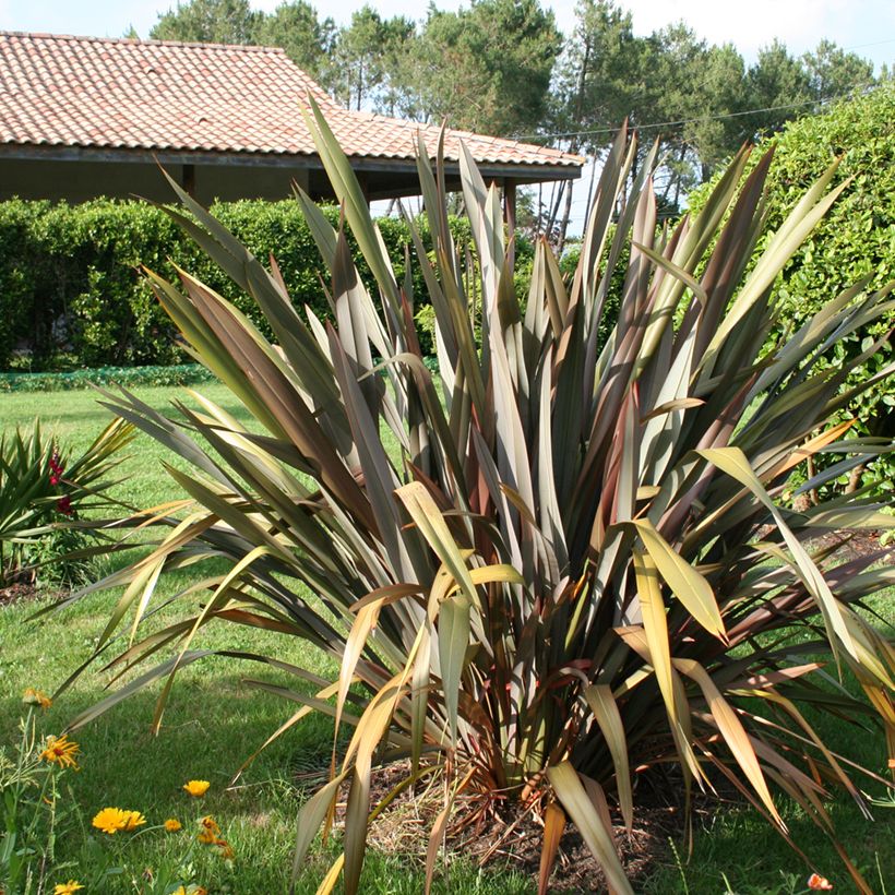 Phormium tenax Purpureum - Roter Neulseeländischer Flachs (Plant habit)