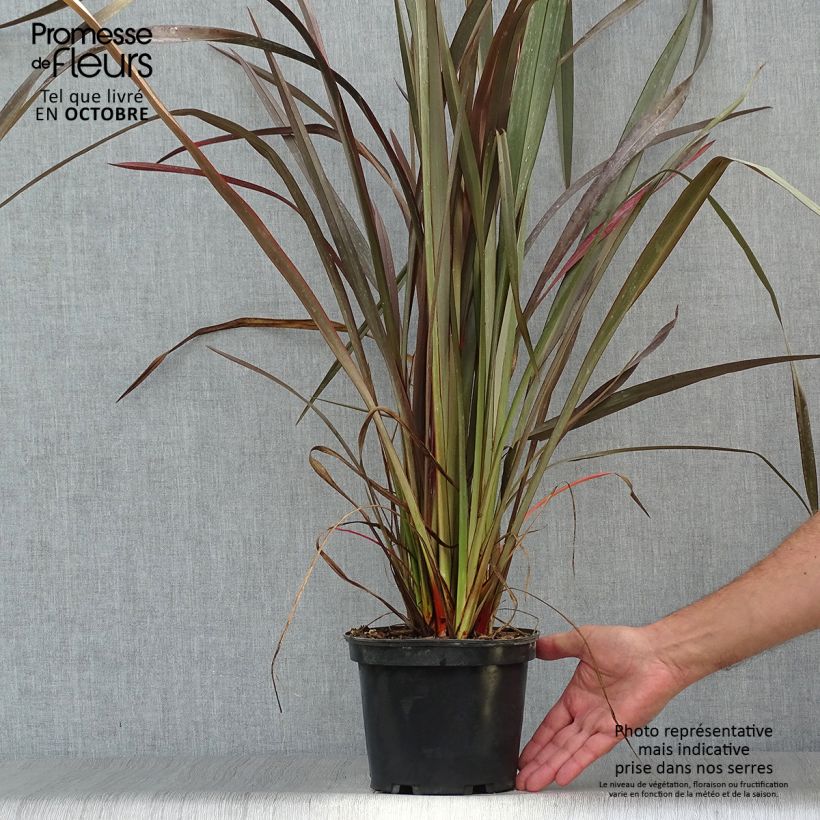 Example of Phormium tenax Purpureum - Roter Neulseeländischer Flachs Topf mit 2L/3L as you get in automne