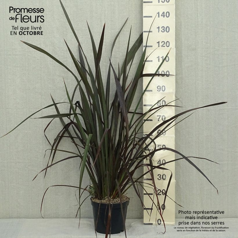 Example of Phormium tenax Purpureum - Roter Neulseeländischer Flachs Topf mit 7,5L/10L as you get in automne