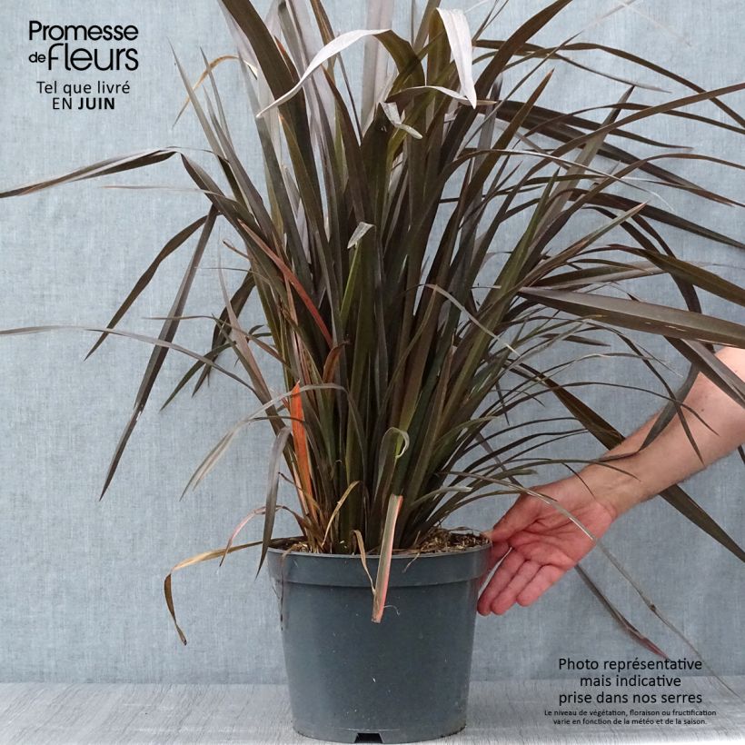 Exemplar von Phormium tenax Purpureum - Roter Neulseeländischer Flachs Topf mit 7,5L/10L wie im Sommer geliefert