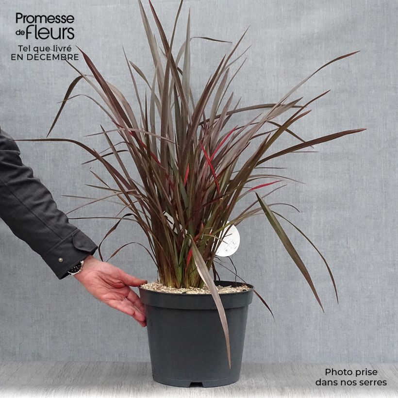Exemplar von Phormium tenax Purpureum - Roter Neulseeländischer Flachs Topf mit 7,5L/10L wie im Winter geliefert
