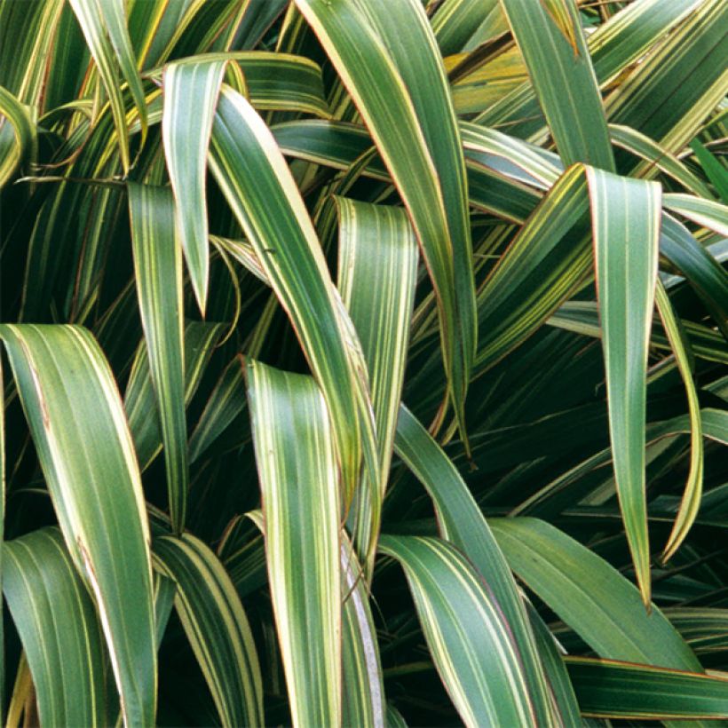 Phormium tenax Variegatum (Foliage)