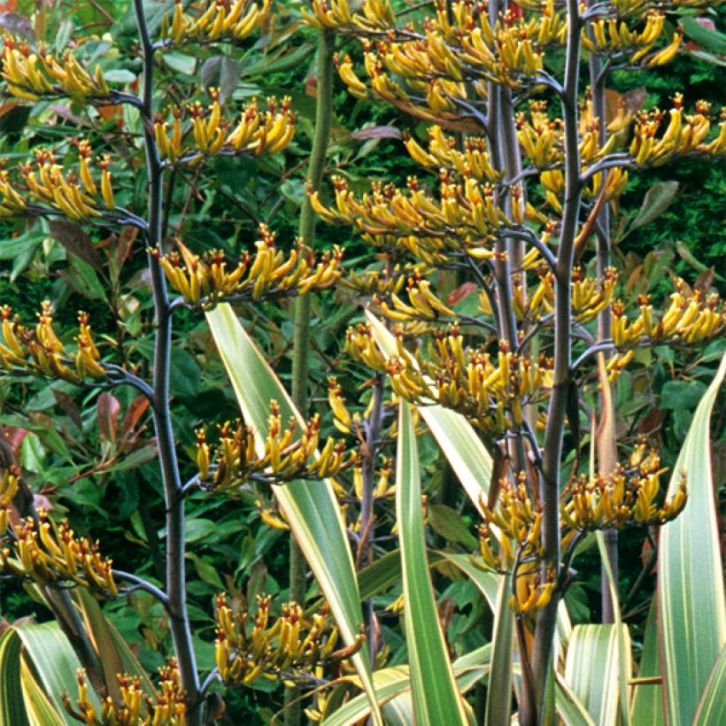 Phormium tenax Variegatum (Flowering)