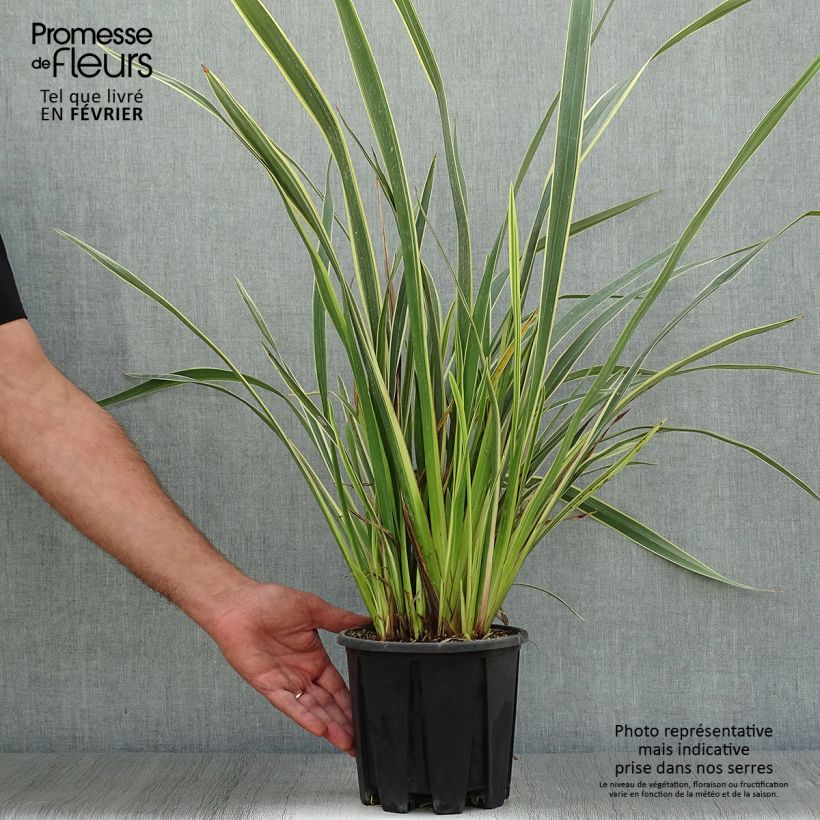 Example of Phormium tenax Variegatum Topf mit 2L/3L as you get in automne