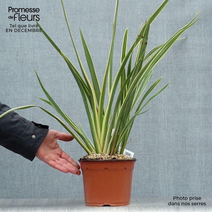 Exemplar von Phormium tenax Variegatum Topf mit 2L/3L wie im Winter geliefert