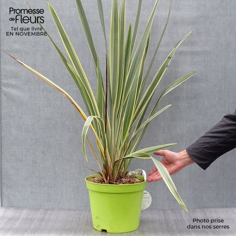 Example of Phormium tenax Variegatum Topf mit 7,5L/10L as you get in automne