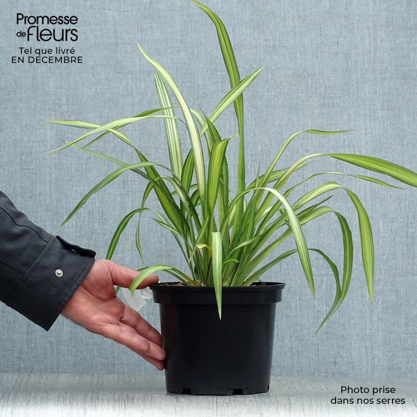 Exemplar von Phormium tenax Yellow Wave Topf mit 2L/3L wie im Winter geliefert
