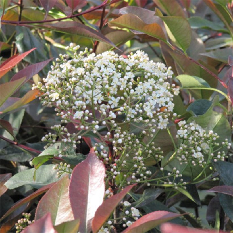 Zwerg Glanzmispel Little Red Robin - Photinia fraseri (Flowering)