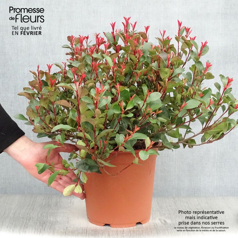 Exemplar von Photinia Little Red Robin en pot de 10L wie im Winter geliefert