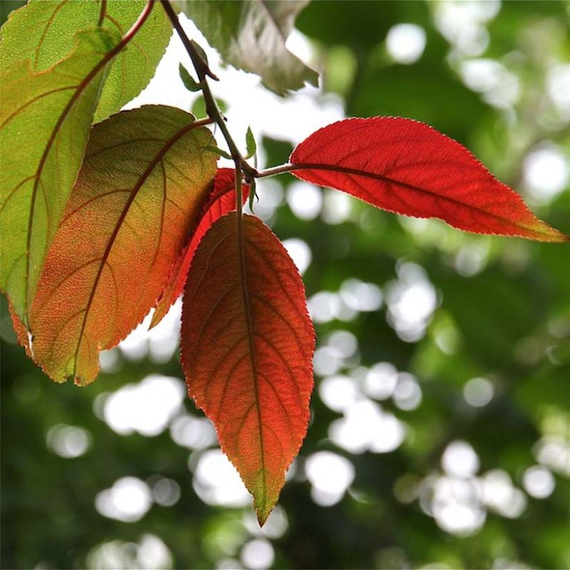 Photinia beauverdiana var. notabilis - Glanzmispel (Foliage)
