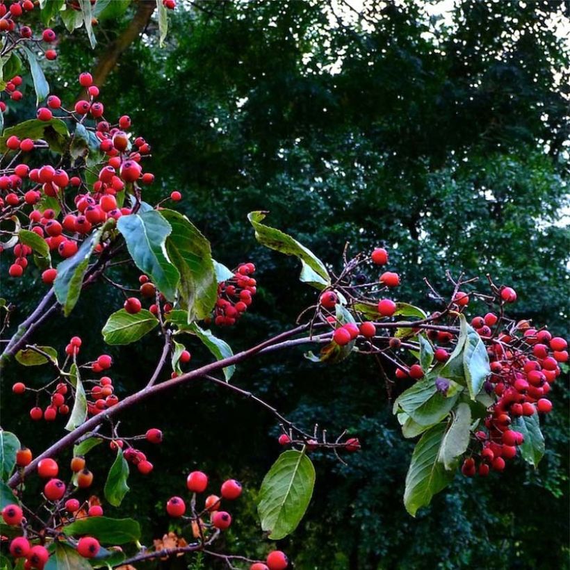 Photinia beauverdiana var. notabilis - Glanzmispel (Harvest)
