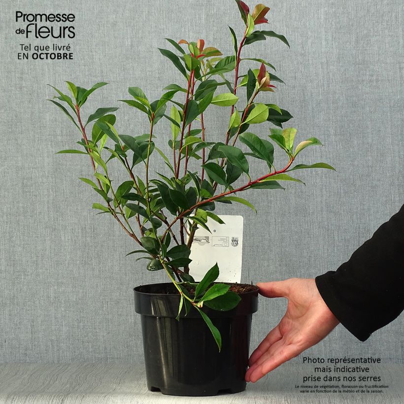 Example of Rote Glanzmispel Carré Rouge - Photinia fraseri Topf mit 2L/3L as you get in automne