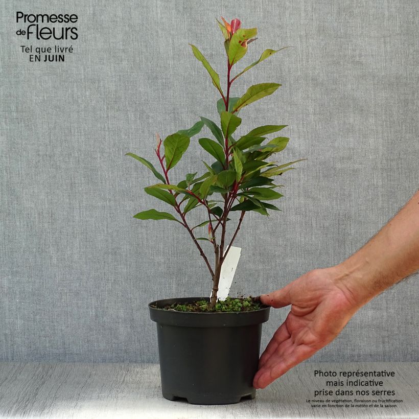 Exemplar von Rote Glanzmispel Carré Rouge - Photinia fraseri Topf mit 2L/3L wie im Sommer geliefert