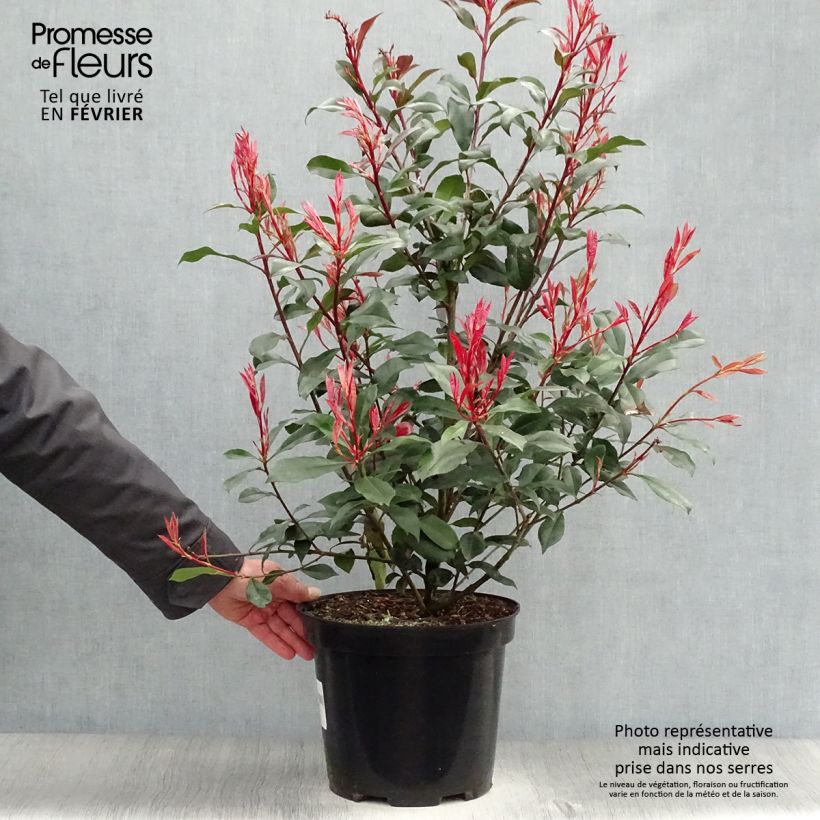Exemplar von Rote Glanzmispel Carré Rouge - Photinia fraseri Topf mit 7,5L/10L wie im Winter geliefert