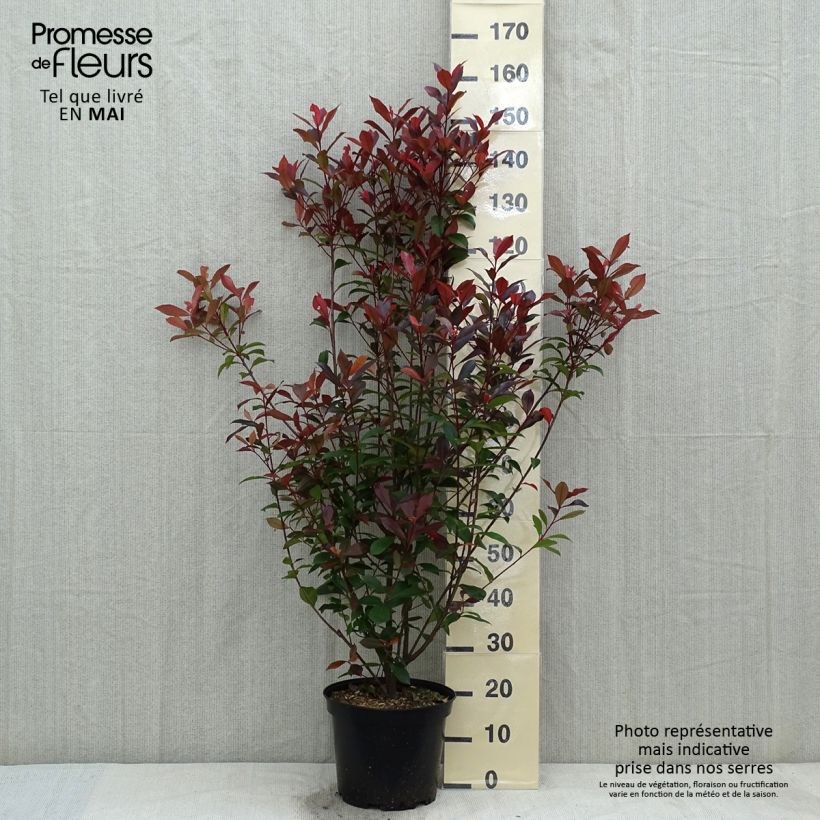 Exemplar von Rote Glanzmispel Carré Rouge - Photinia fraseri Topf mit 7,5L/10L wie im Frühjahr geliefert