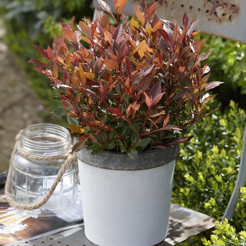 Glanzmispel Chico - Photinia fraseri (Plant habit)
