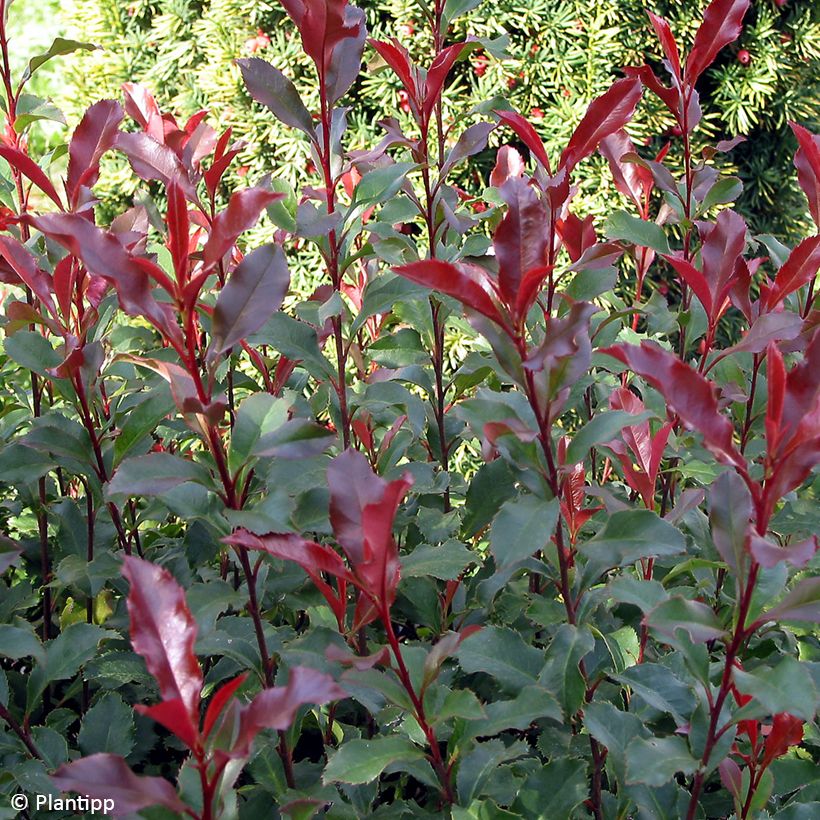 Zwerg Glanzmispel Corallina - Photinia fraseri (Foliage)