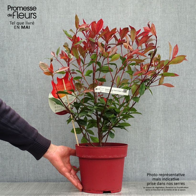 Exemplar von Rote Glanzmispel Devil's Dream - Photinia fraseri Topf mit 2L/3L wie im Frühjahr geliefert