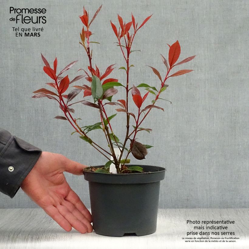 Example of Rote Glanzmispel Dicker Toni - Photinia fraseri Topf mit 2L/3L as you get in printemps