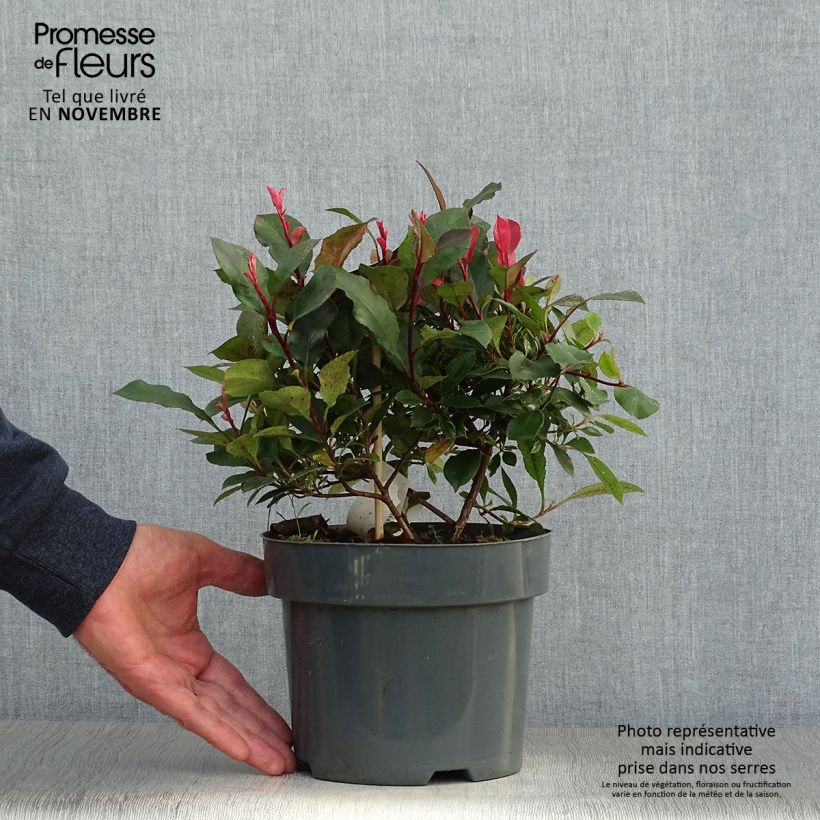 Example of Rote Glanzmispel Little Fenna - Photinia fraseri Topf mit 2L/3L as you get in automne