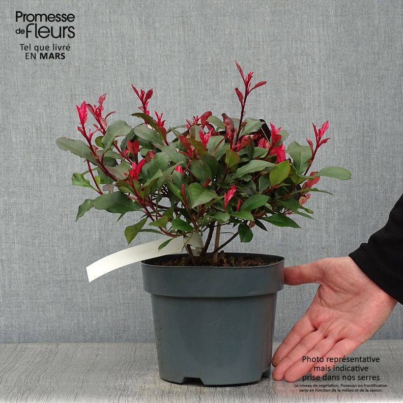 Exemplar von Rote Glanzmispel Little Fenna - Photinia fraseri Topf mit 2L/3L wie im Winter geliefert