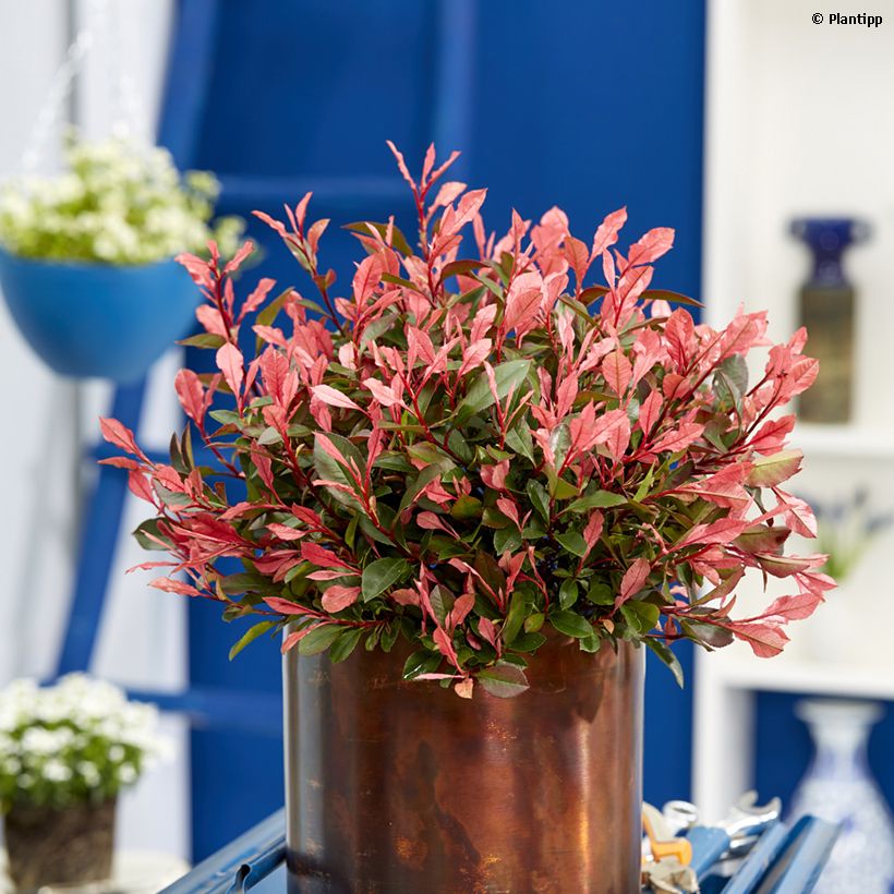 Rote Glanzmispel Little Fenna - Photinia fraseri (Plant habit)