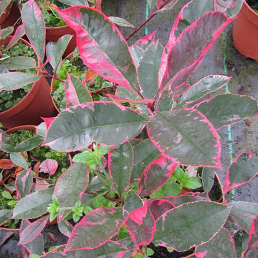 Rote Glanzmispel Louise - Photinia fraseri (Foliage)