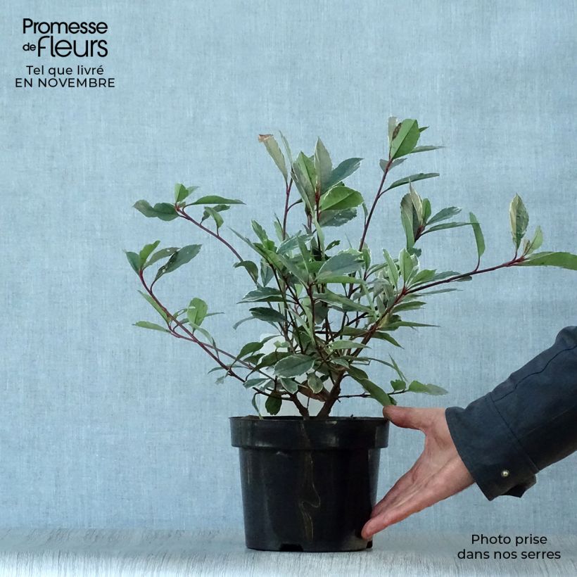 Example of Rote Glanzmispel Louise - Photinia fraseri Topf mit 2L/3L as you get in automne