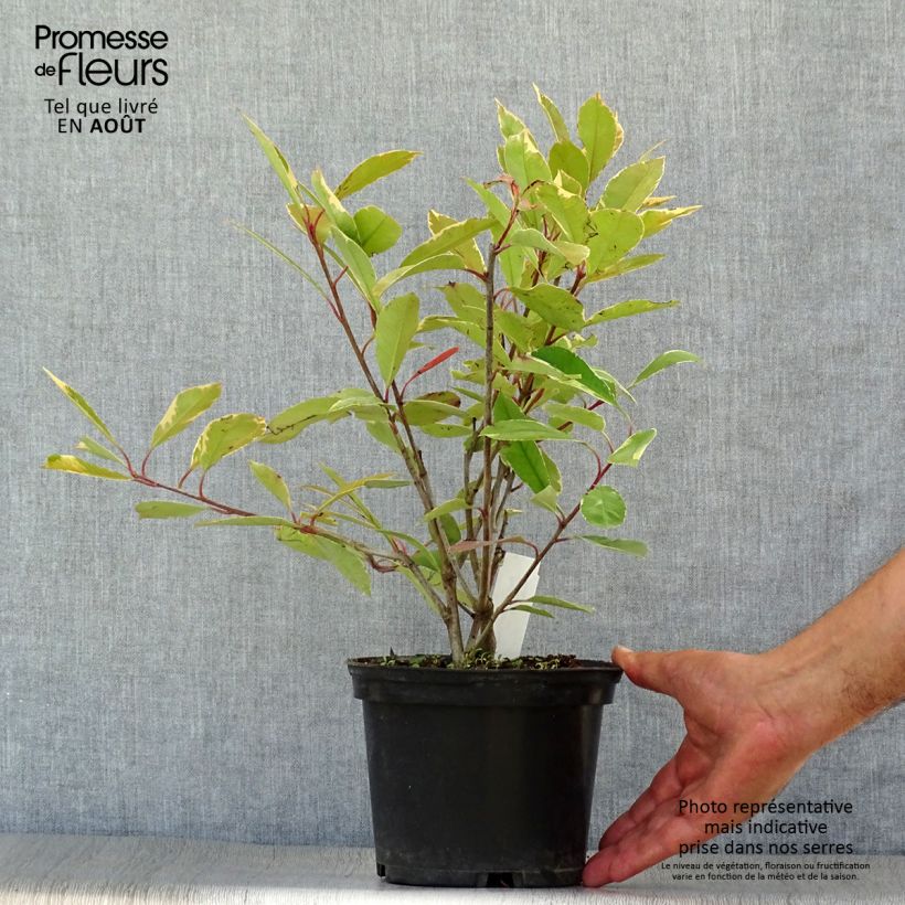 Exemplar von Rote Glanzmispel Louise - Photinia fraseri Topf mit 2L/3L wie im Sommer geliefert